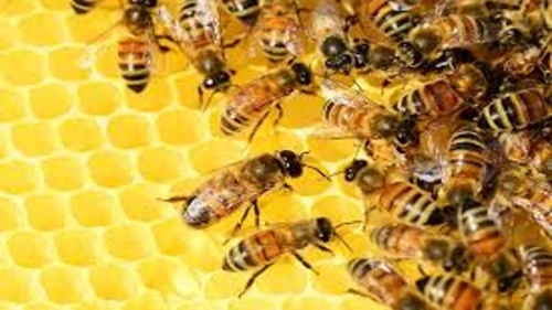 Beekeeping Farming